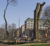 Vid Hagakyrkan sågar man ner ett träd den 26 mars.