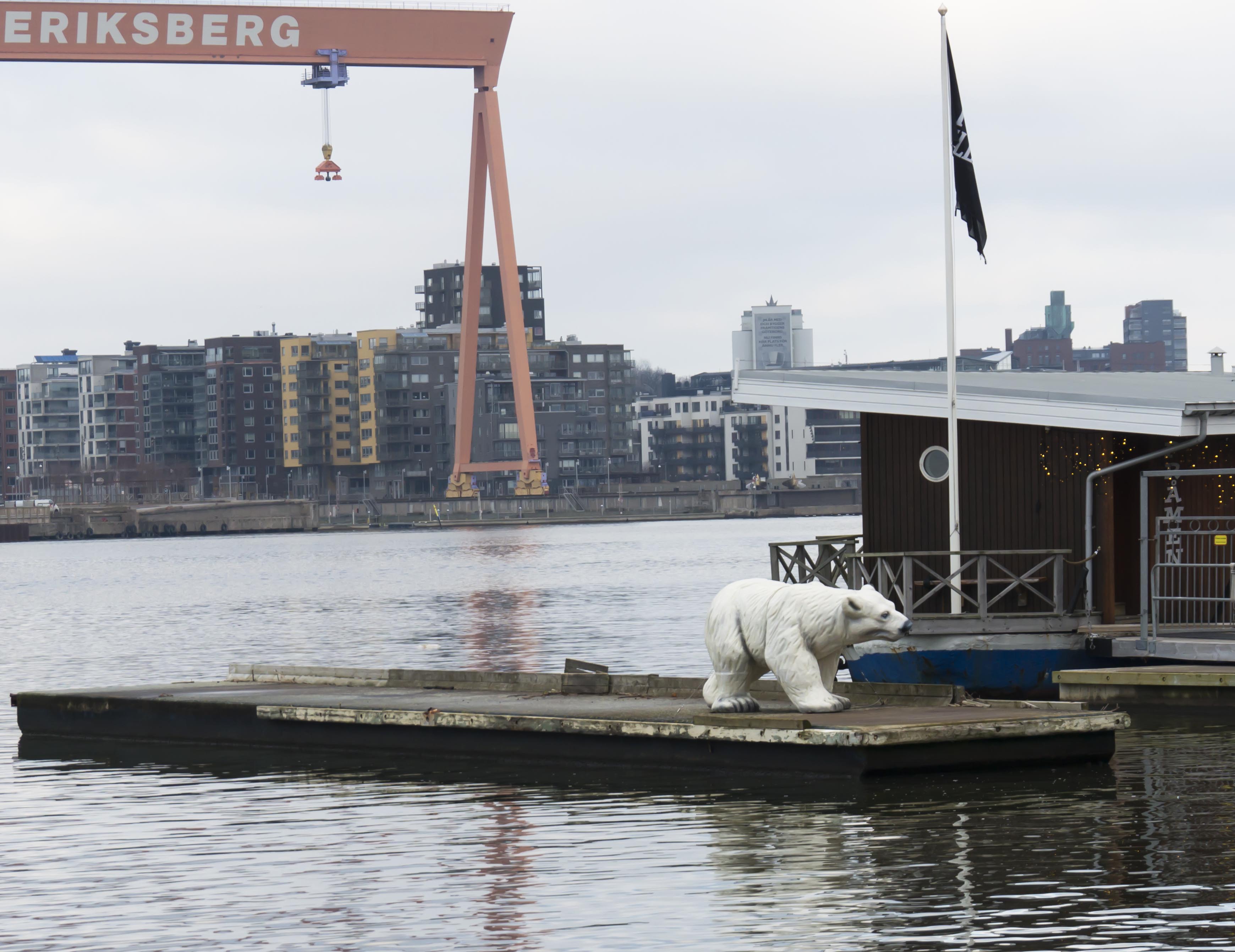 Ännu hotar inte faran att isbjörnar kommer upp pä land i Göteborg!