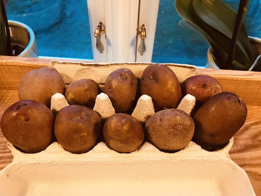 Dyrk poteter fort og greit i pallekarm! – Småbruket i skjærgården