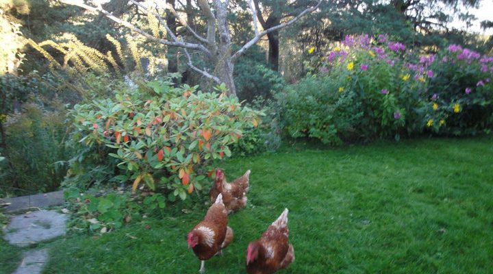 KURS – Hønsehold for ferskinger – lørdag 22. april på Småbruket i skjærgården