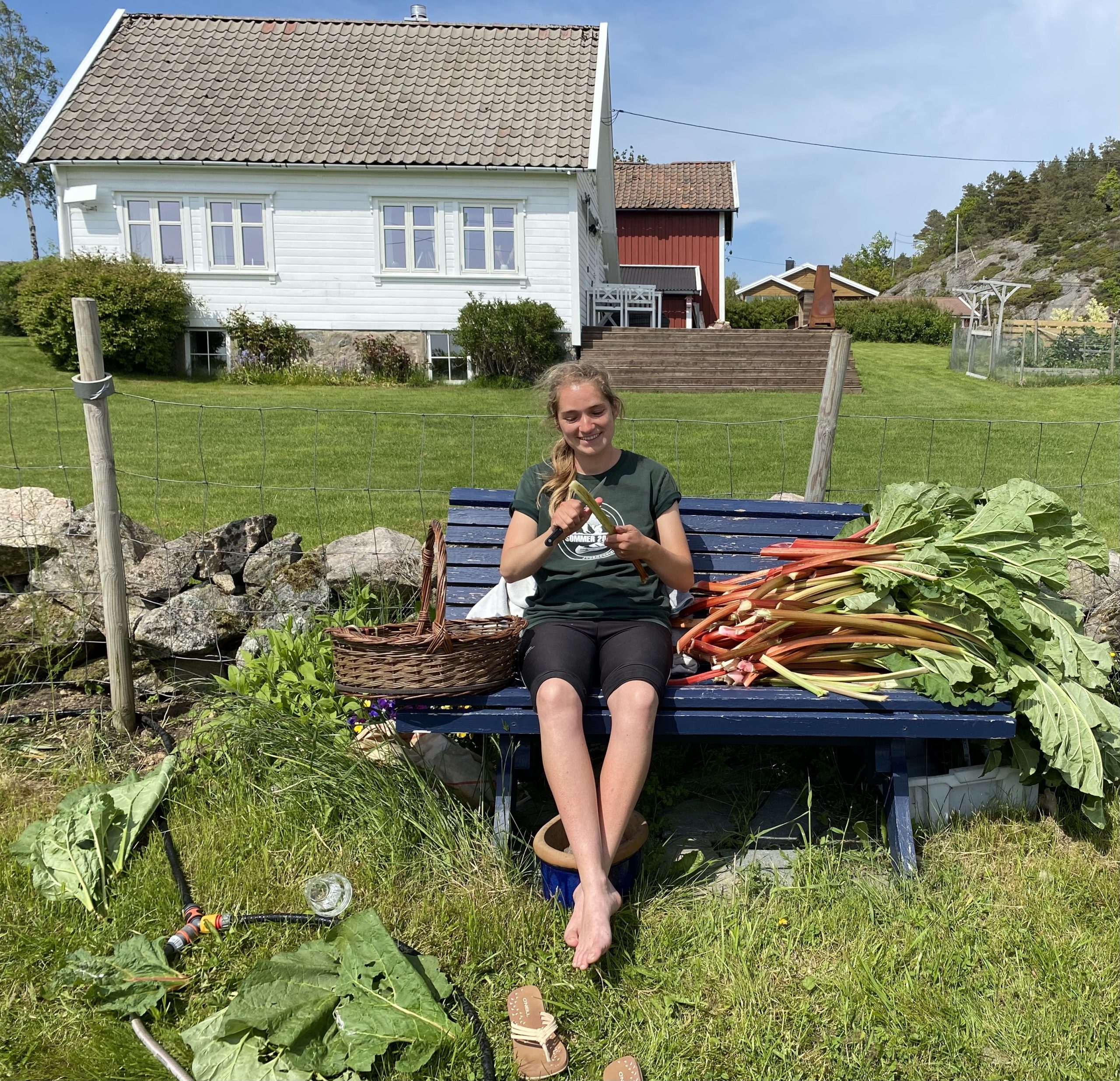 Rabarbrasyltetøy med vanilje og sitron