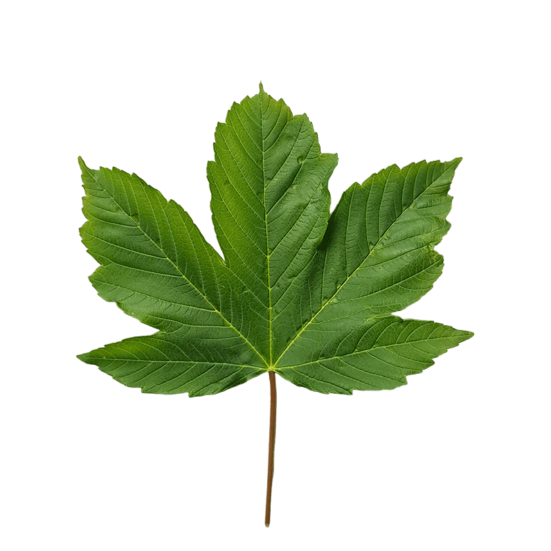 Ahorn blad