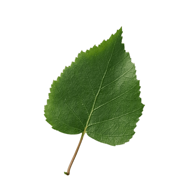 Birke blad