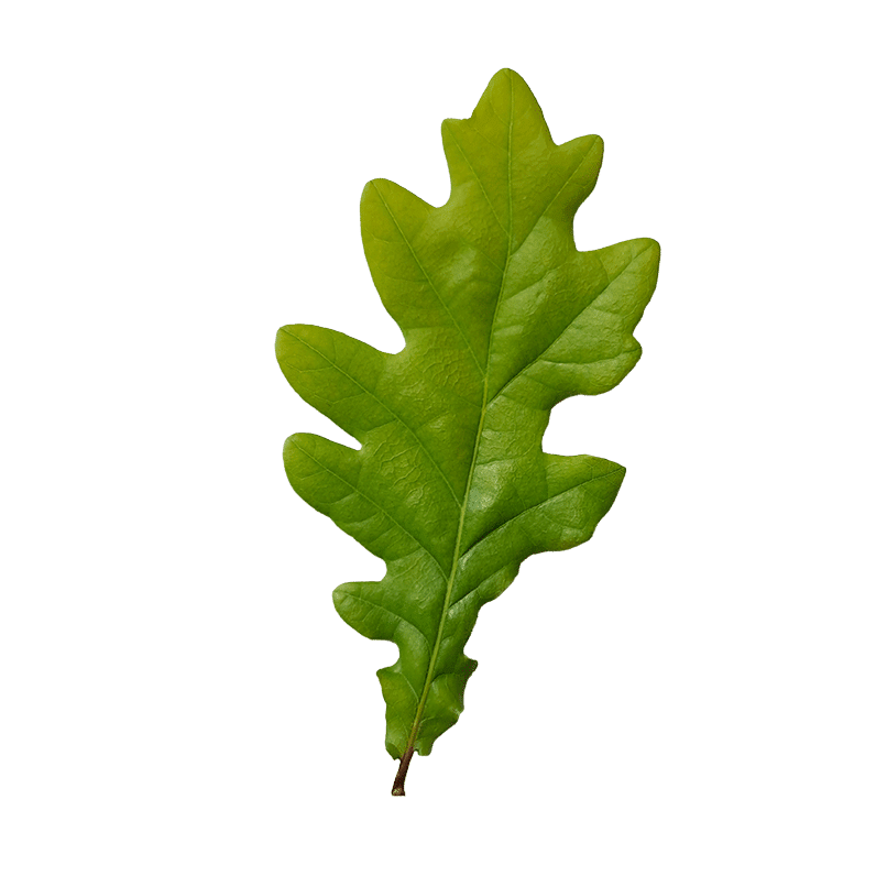 Egeblad