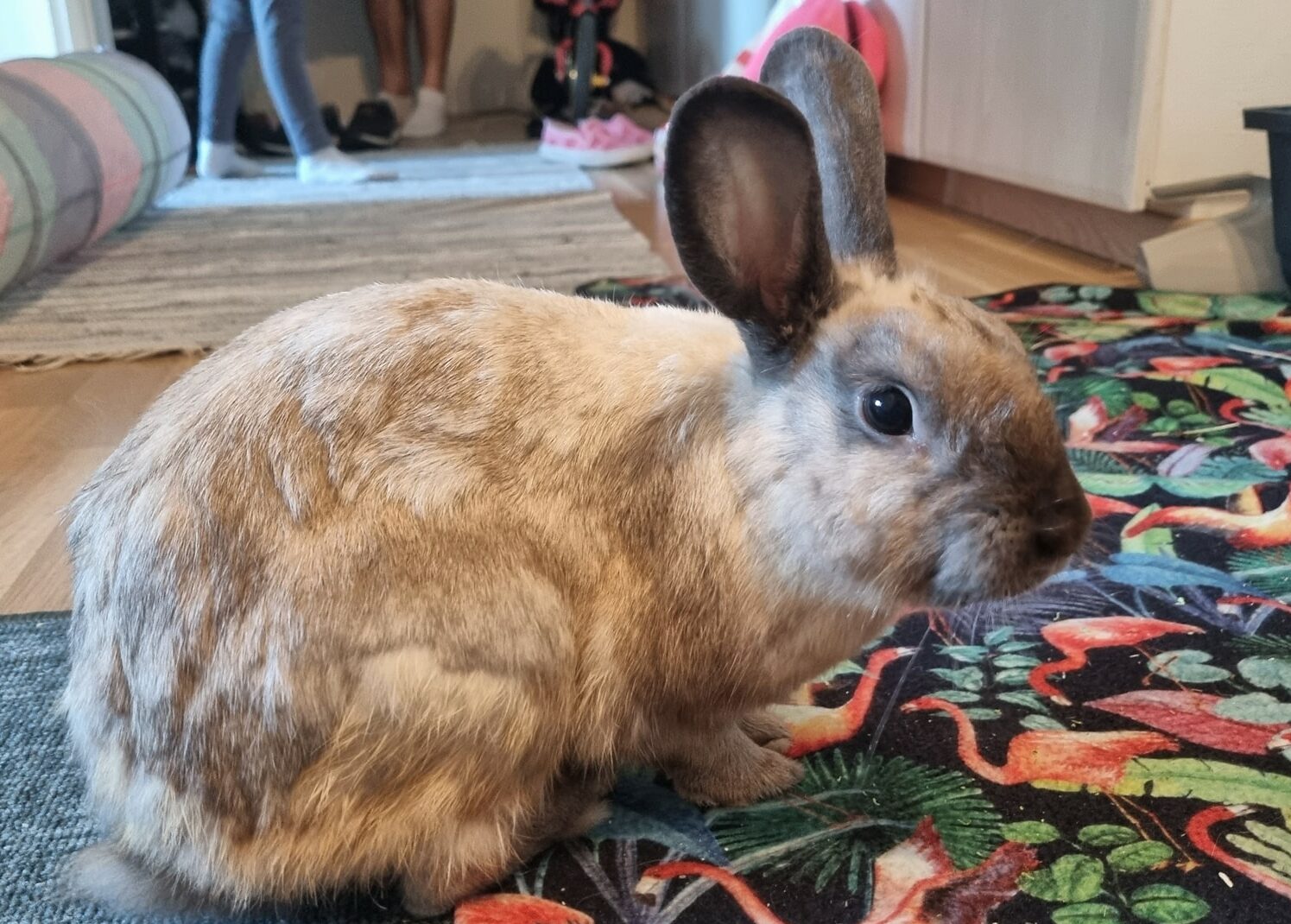kevin