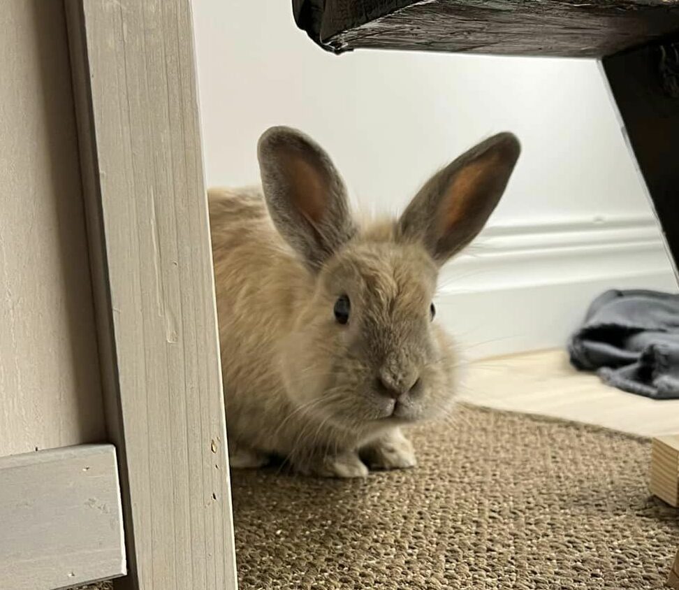elliot