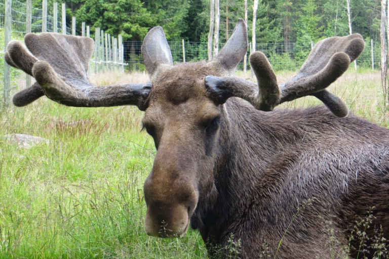 Att besöka en älgpark i Småland är ett måste