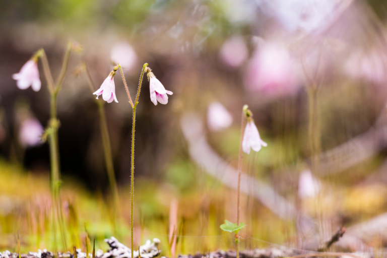 Carl von Linné har namngivit smålands landskapsblomma linnéa