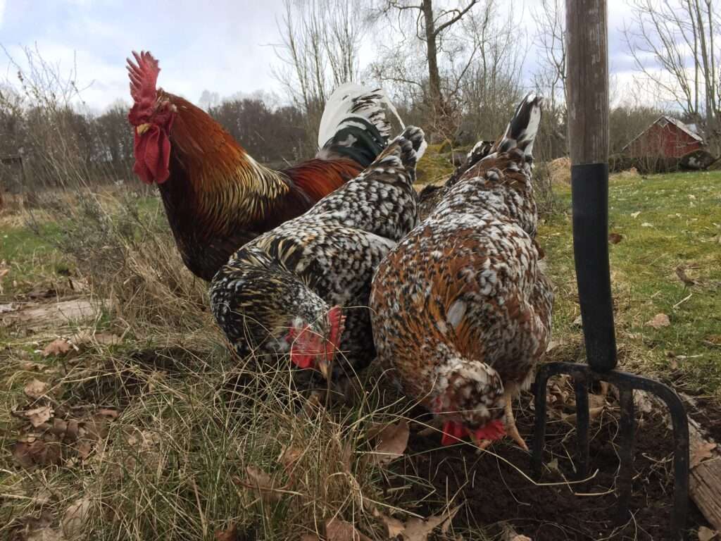 En tupp och två hönor kikar nyfiket i ett nygrävt hål.