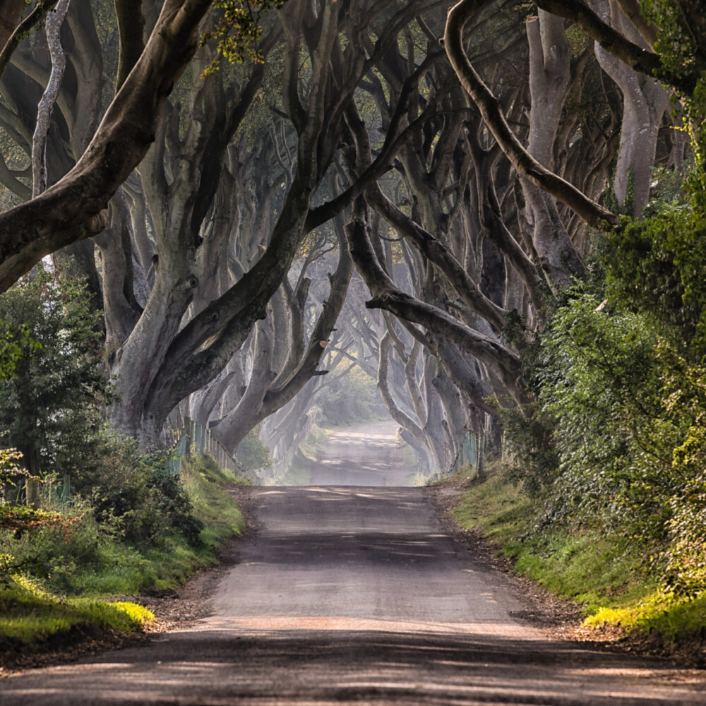 Dark-Hedges-Northern-Ireland Taxi Tours