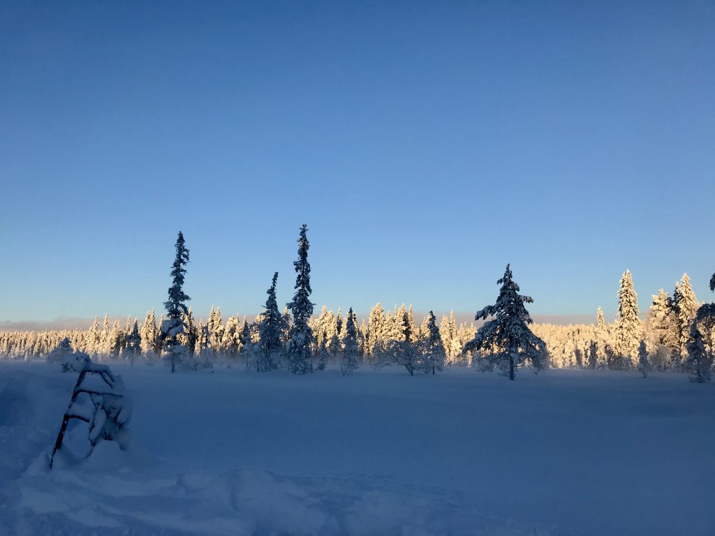 snødekket trær