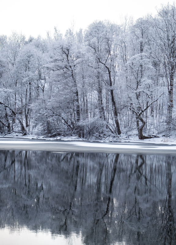 Snowy Swedish Forest