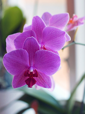 Lila/rosa orkidé från salongen