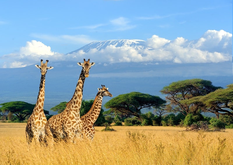 parc de Kenya