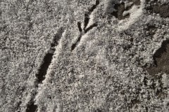 6. Yvonne Bäckstedt