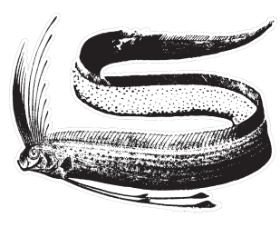 Söderholmens Fisk