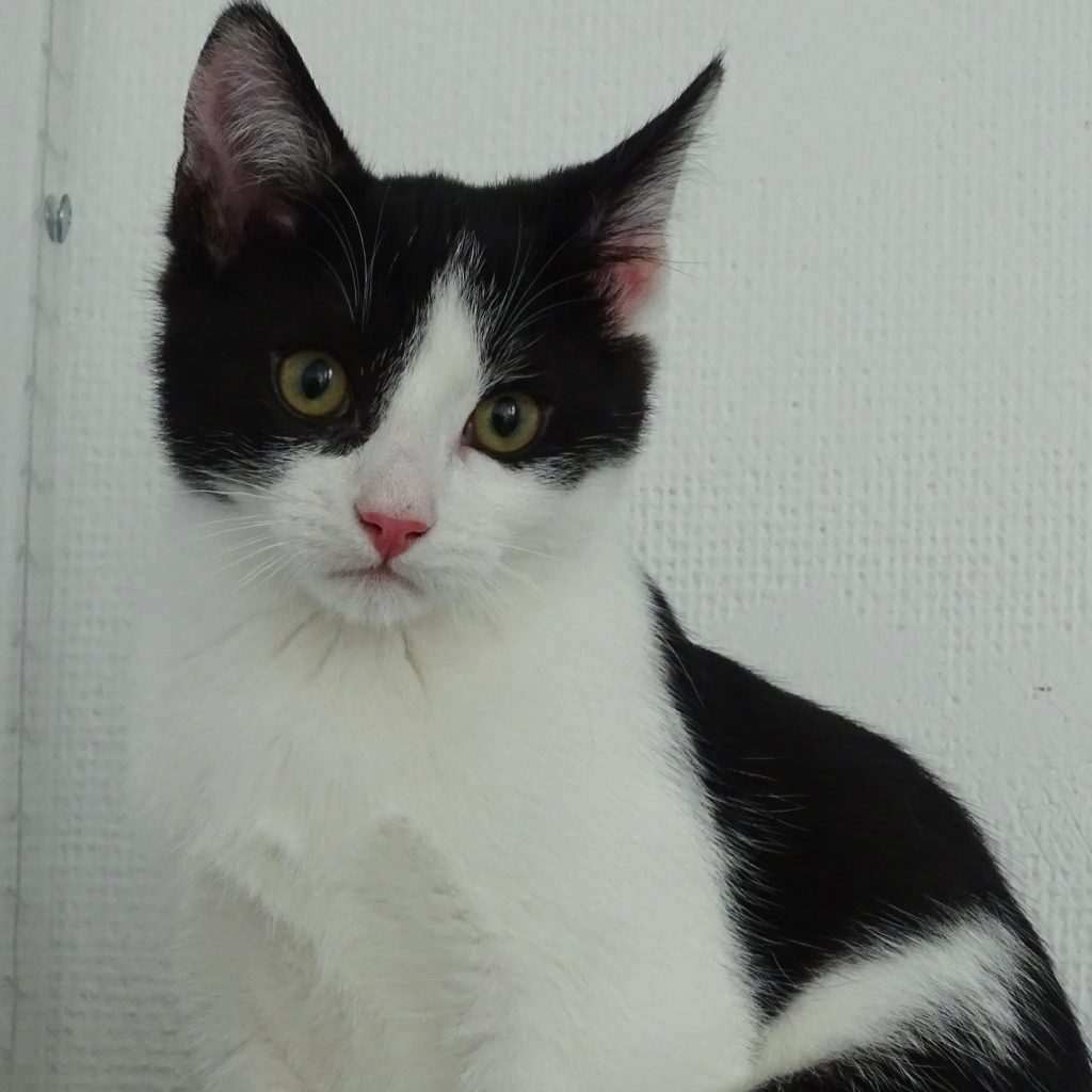 Amos