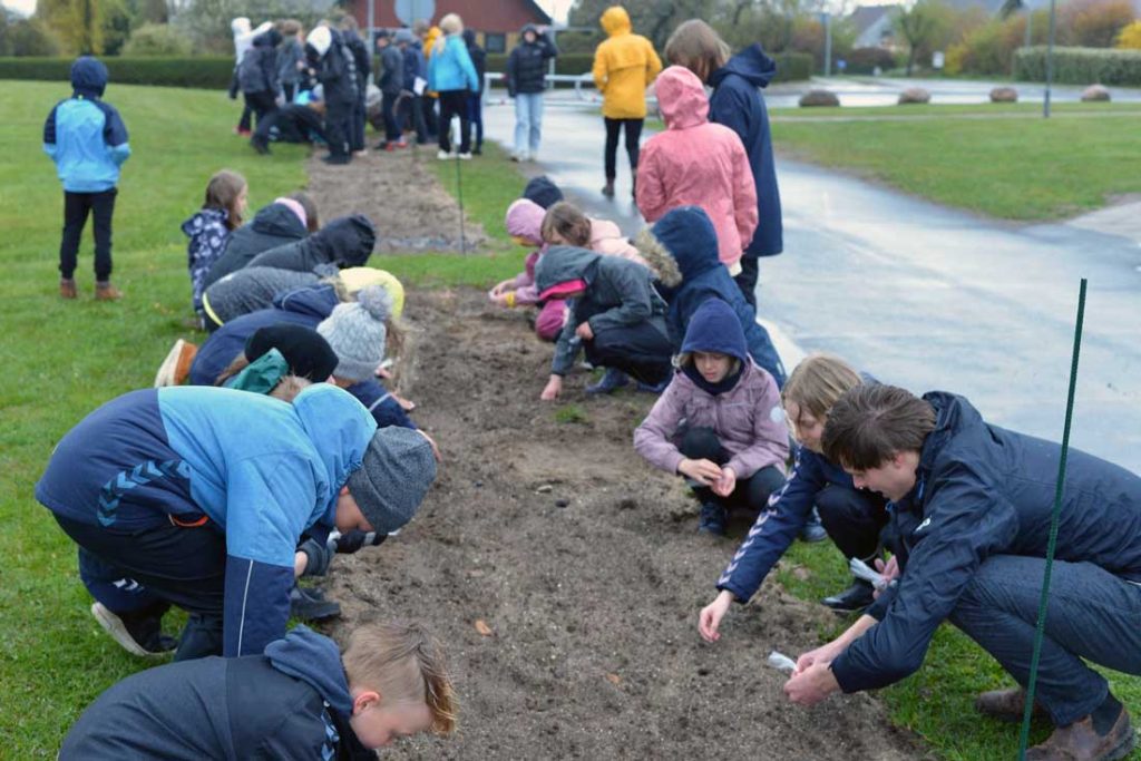 Tilplantning af blomster - Søften Nyt - Foto: AGR.