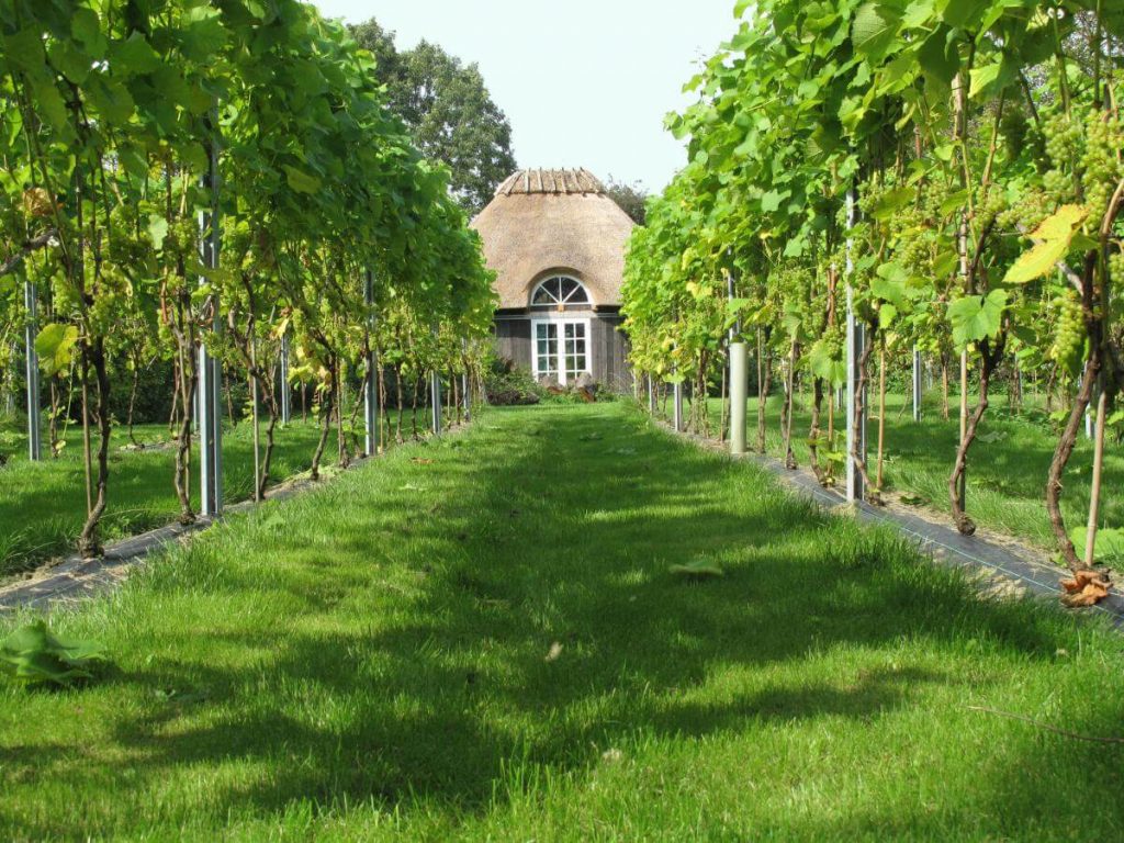 Skårupørre vingård