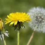 Kunstprojekt PusteBlume på Sommerudstillingen Masnedøfort 2019. Foto: Silke Paustian