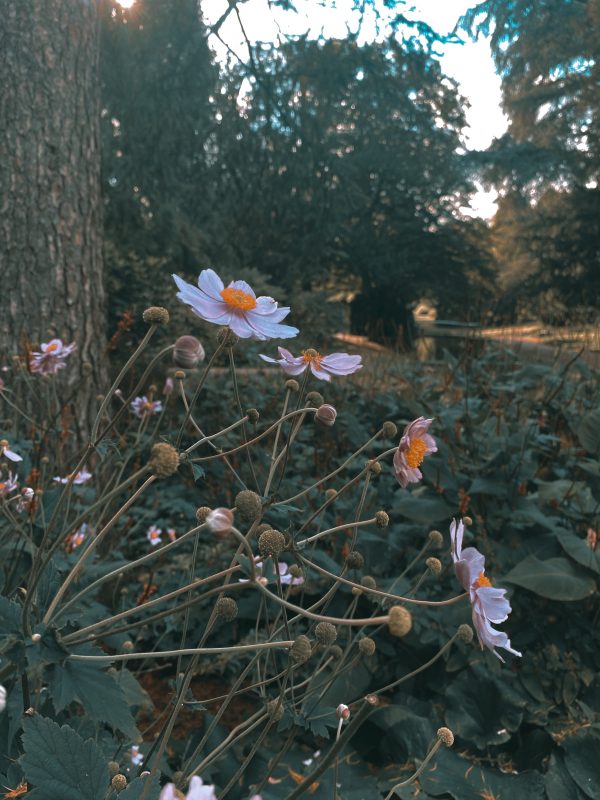 natur fotografie park