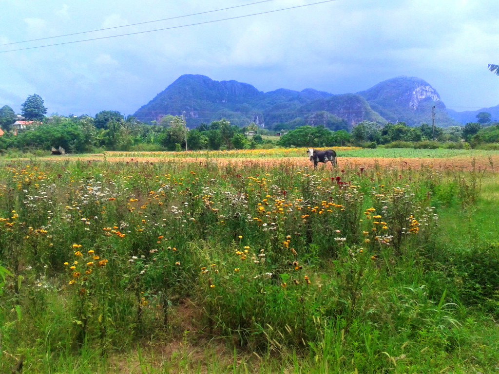 valle-de-vinales-havanna-kuba-lieblingsorte