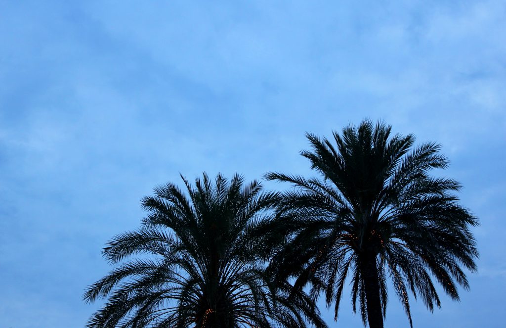javea-palmenhimmel