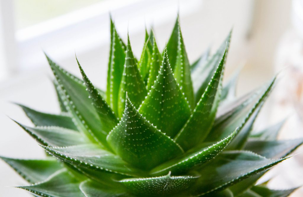 Pflegeprodukte mit Aloe Vera im Online Kosmetik Shop