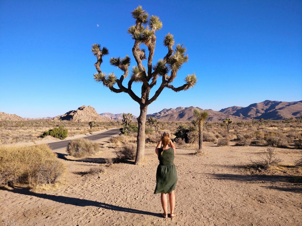 10-beste-spots-usa-suedwesten-joshua-tree