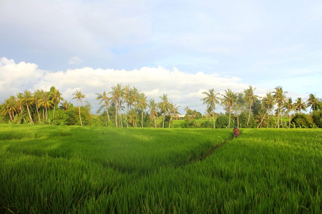 Bali Fernreisen