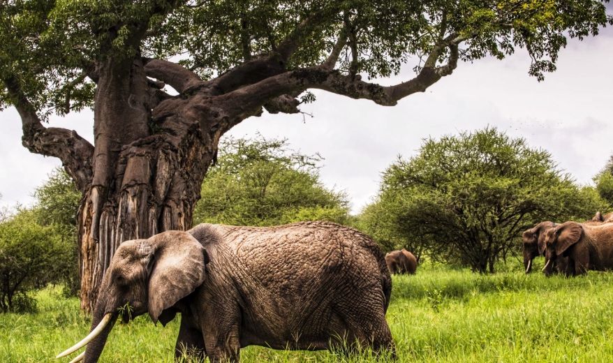tansania elefanten