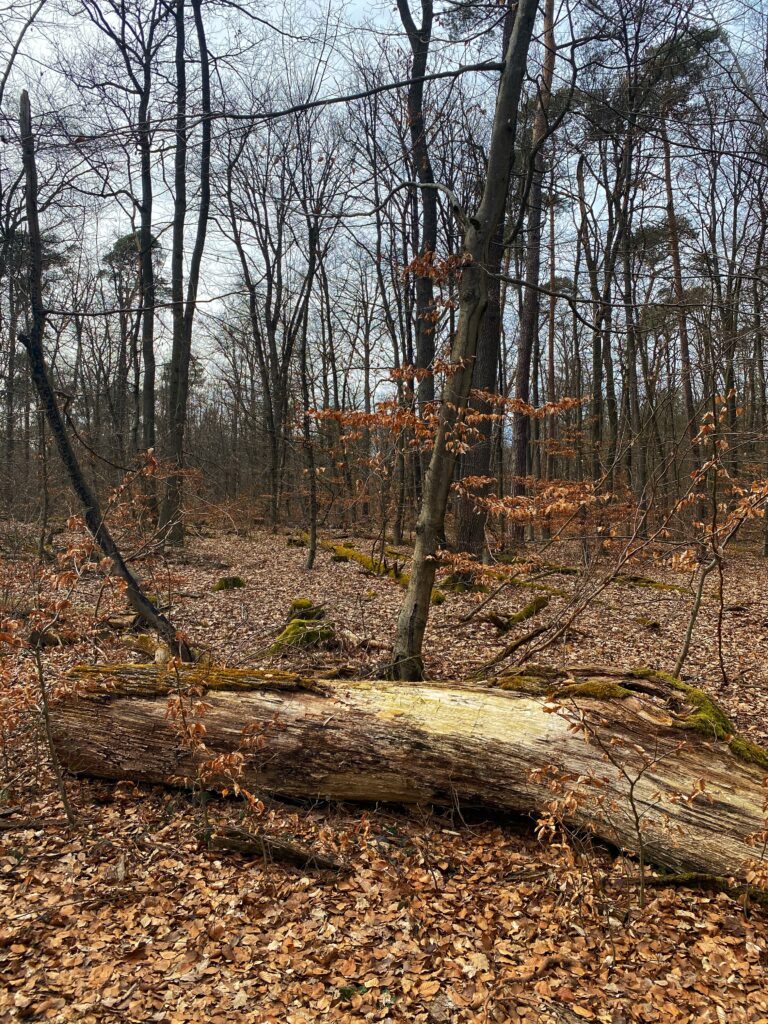 Lindner Hotels Frankfurt
