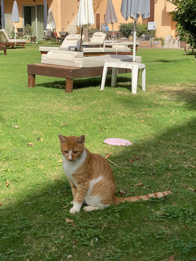 kreta katze