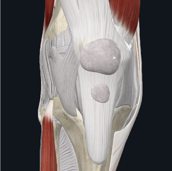 anatomiskt knä med muskler och ligament