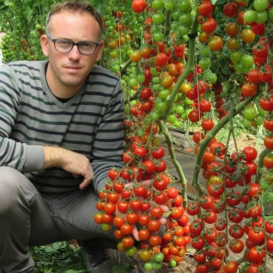 Hybrid Tomato Seeds 25kg Production per Plant