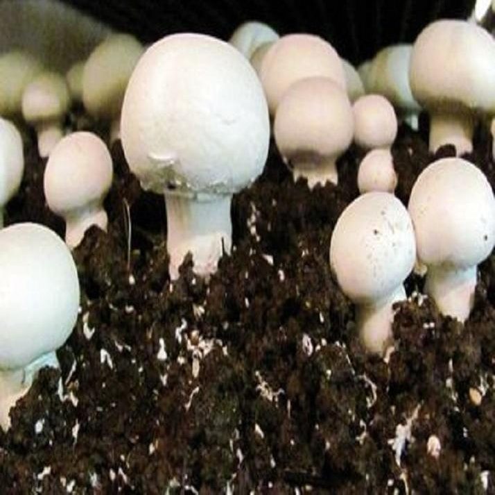 Button Mushroom Seeds