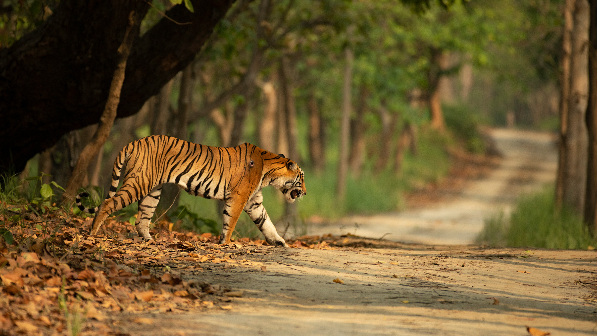 Harnessing Nepal’s Protected Areas: A Blueprint for Sustainable Development and Biodiversity Conservation