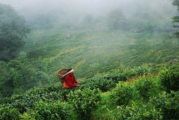 Tea Buyers Disrupting Trade Balance between Nepal and India