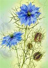 Wenskaart Juffertje in het groen