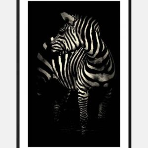 Zebra med hvide striber plakat