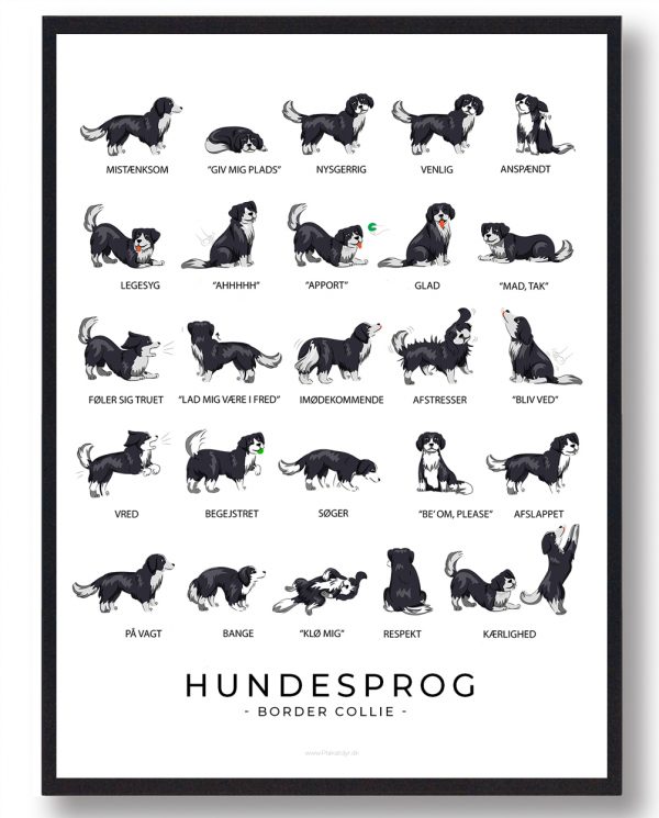 Hundesprog Border Collie plakat (Størrelse: S - 21x29,7cm (A4))