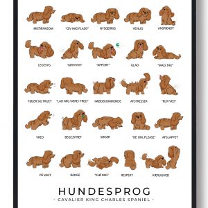 Hundesprog Cavalier King Charles Spaniel plakat (Størrelse: S - 21x29,7cm (A4))