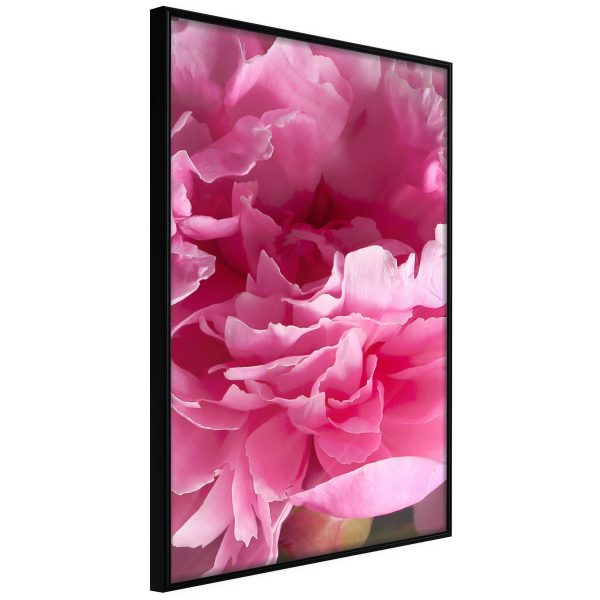 Plakat - Beautiful Peonies - 20 x 30 cm - Sort ramme