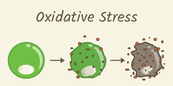 Read more about the article OXIDATIVT STRESS OG INFLAMMATION