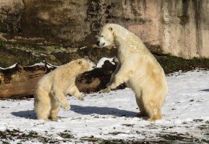 polar-bear-1175481_1920