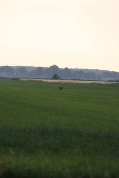 vakker natur