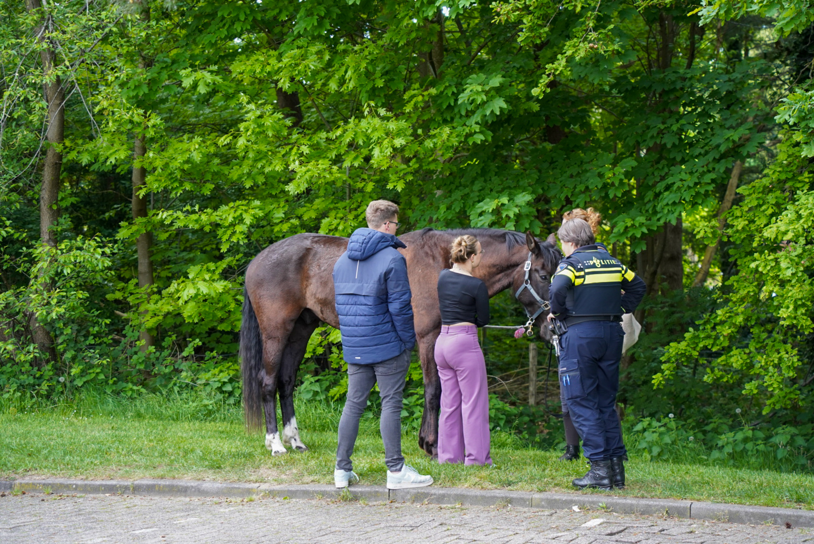 KiSBxFwM9tNE-Autobrand-paardentrailer-A28-7.jpg