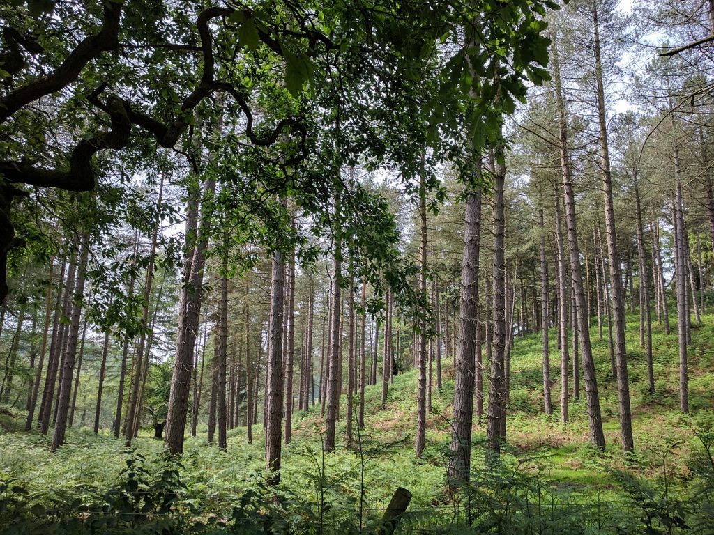 Cannock Chase on Squirrel Lettings