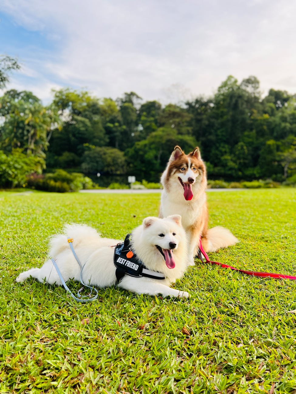 beautiful huskies in the park