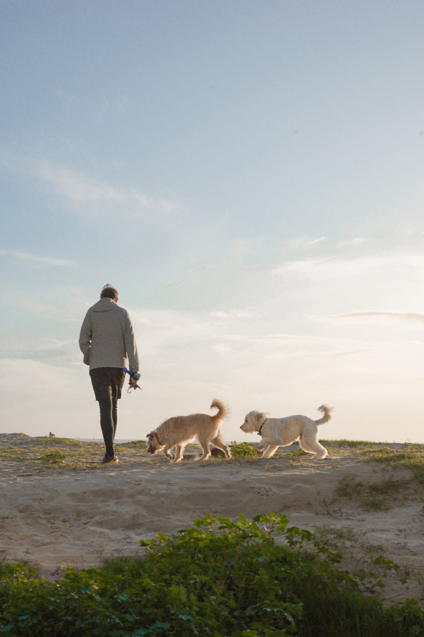 man walking two dogs